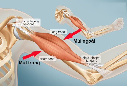 Tập tạ tay tại nhà Tập tạ tay tại nhà
